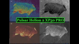 Pulsar Helion 2 XP50 Pro Thermal Monocular [upl. by Allanson]