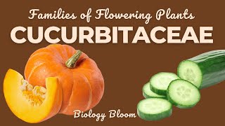 Cucurbitaceae Family Gourd or Sponge Family  Characteristics Economic Importance  Biology Bloom [upl. by Yecaj]