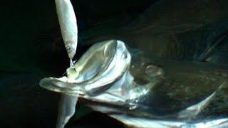 How Fish Eat in SLOW MOTION  Smarter Every Day 118 [upl. by Dressel]