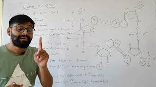 Types of Bonds present in DNA Molecular biology and Biochem Dr Sams Biology [upl. by Cired118]