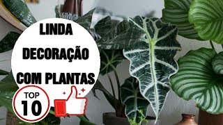 10 PLANTAS PERFEITAS para seu APARTAMENTO  decoração e paisagismo [upl. by Bron]