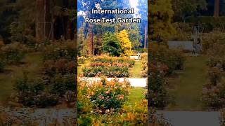 International Rose Test Garden washington Park Portland [upl. by Leirraj478]