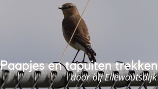 Paapjes en tapuiten trekken door in de inlagen bij Ellewoutsdijk 1337 [upl. by Ellirpa]