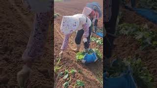 Way to grow sweet potatoes farmers work hard shorts farming [upl. by Atteiluj]