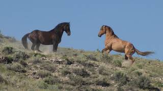 Wild Mustangs in America Wild Horses Stallions Fighting and Mares by Karen King [upl. by Galateah]