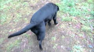 Video Your Dogs Normal Gait for Help in Injury Detection [upl. by Chainey]