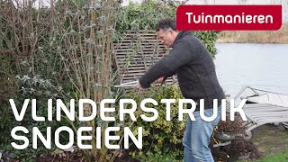 Vlinderstruik Buddleja snoeien hoe doe je dat  Tuinmanieren [upl. by Dietrich112]