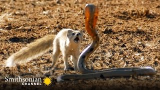 10 Craziest Animal Fights in the Animal Kingdom 🐍 Lions Hippos Cobras  Smithsonian Channel [upl. by Thoma915]