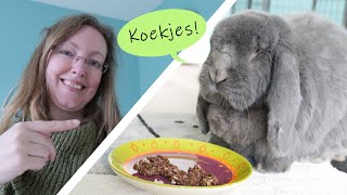 LIJNZAADKOEKJES zelf maken voor je konijn  Gezonde koekjes voor de rui [upl. by Bolte]