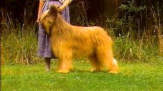 Briard  AKC Dog Breed Series [upl. by Leviram]