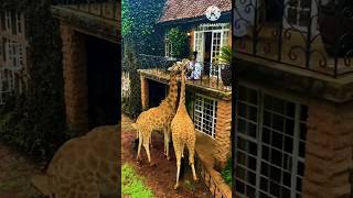 Giraffe storyurdustoryhindifairytale [upl. by Toffic471]