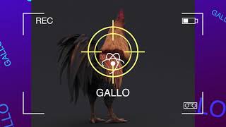 EL TRADUCTOR DE GOOGLE DE GALLO SONG 100 REAL [upl. by Aititel607]