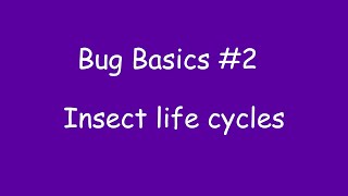 Bug Basics 2 Insect life cycles [upl. by Eihctir]