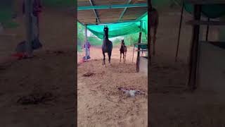 youtube youtubeindia horse horselover viralvideo viralreels lovesong gujarat love like [upl. by Calloway]