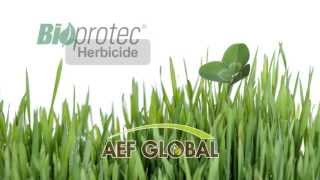 Bioprotec Herbicide Pelouse pour Trèfle  Time lapse Vidéo Mode dAction [upl. by Laehplar]