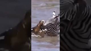 Wild Lake Showdown Zebra Fights for Life Against Vicious Crocodiles [upl. by Eelrebmik75]