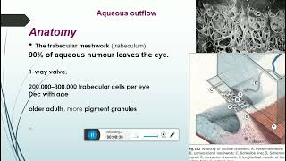 aqueous humor productioncomponentssupressionand trabecular meshwork parts [upl. by Handal]