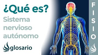 SISTEMA NERVIOSO AUTÓNOMO  Qué es cómo funciona partes qué controla y lesiones [upl. by Greenberg239]