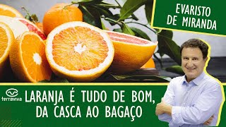 Laranja é tudo de bom da casca ao bagaço [upl. by Newel]