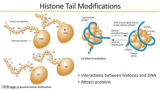 Eukaryotic Gene Regulation histones [upl. by Tillion]