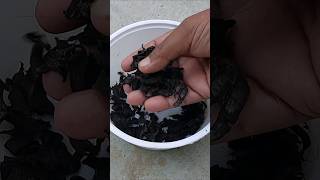 All Time FREE Fertilizer gardeningtips homemade shorts [upl. by Eilema92]