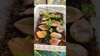 Kalanchoe succulent propagation full video link in description [upl. by Lanuk]