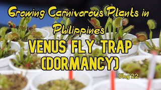 Growing Carnivorous Plants in Philippines The Importance of Dormancy Venus Fly Trap [upl. by Searby343]