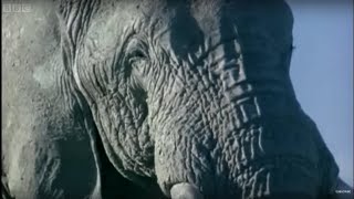 Elephant Mating Fighting and Pregnancy  Animals The Inside Story  BBC Earth [upl. by Fredrick891]