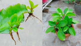 kalanchoe Pinnata Leaf Propagation [upl. by Taft]