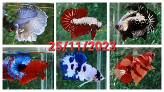 ĐỢT CÁ 25112023 BETTA GIÁ RẺ HALFMOON DUMBO RED FCCP NEMO SAMURAI MARBLE DOT RED FANCY [upl. by Perceval428]