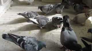 pigeons racing the secret of feeding young birds from training [upl. by Ehav]