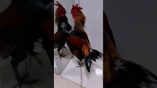 Calm Down Buddy ayam roosterandhen roostercollection [upl. by Samaj]