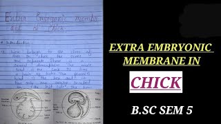 EXTRA EMBRYONIC MEMBRANE IN CHICK NOTES bsc2ndyearzoology zoology bsczoology vbu bbmku skmu [upl. by Adlih679]