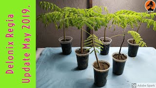 How to Grow Delonix regia  Flamboyant Tree  Gulmohar Krishnachura  Update May 2019 [upl. by Sudbury]