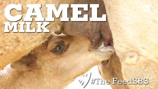 Camel Milk [upl. by Cnut]