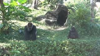 20201031 台北動物園 西部低地大猩猩 ニシローランドゴリラ Western Lowland Gorilla [upl. by Eniluap]