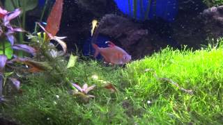 My planted aquarium with mostly South American tetras [upl. by Nnaear]