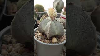 Tras casi 4 AÑOS así está Astrophytum myriostigma ¿Cuáles son los más fáciles de cuidar [upl. by Belamy]