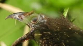 Coucal Pheasants Outstanding Nature DJ Different Calls of Coucal Bird [upl. by Marjy]