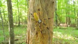 Golden Silk Orbweaver [upl. by Attenod]