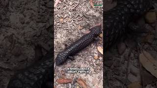 Shingleback Lizard  This Lizard Tail Resemble Its Head [upl. by Adnahsar]