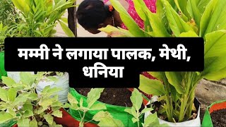 ऐसे घर के छत पे लगाये सब्जियाterracegardenkichengardenindoorplanterideasindoreplantsgardening [upl. by Annyrb203]