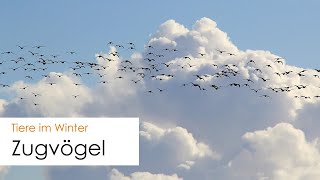 Zugvögel im Winter  Wieso ziehen Vögel und wie orientieren sie sich [upl. by Noired]