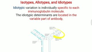 Isotypes Allotypes and Idiotype of Antibody [upl. by Ransell]