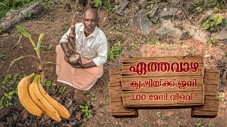 ഏത്തവാഴ കൃഷി ചെയ്യേണ്ട ശരിയായ രീതി  Ethavazha Krishi In Malayalam  Vazha Cultivation Tips [upl. by Nivets]