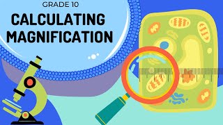 Magnification  How to calculate magnification and actual size [upl. by Lerner]