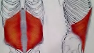 7MTRANSVERSUS ABDOMINISLINKS [upl. by Grace]