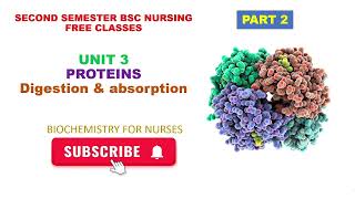 PROTEINS Digestion ampabsorption UNIT 3 PART 2 BIOCHEMISTRY bscnursing secondsemester [upl. by Haet733]