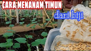 Cara menanam mentimun dari biji tanam benih langsung [upl. by Sheba]