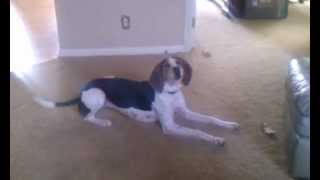 Treeing Walker Coonhound talking [upl. by Brett]